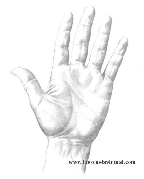 Como dibujar manos en diferentes posiciones, su forma y anatomia, tutorial  gratis curso online how to draw hands drawing draw dibujo lapiz dedos