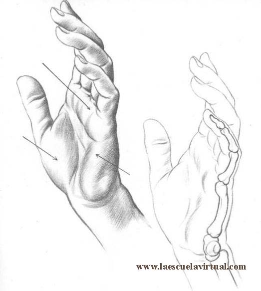 Aprende a dibujar manos de adulto, de niño, tutorial gratis curso online  how to draw hands drawing draw dibujo lapiz dedos