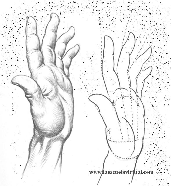 Tutorial dibujando manos posiciones, anatomia, forma, tutorial gratis curso  online how to draw hands drawing draw dibujo lapiz dedos